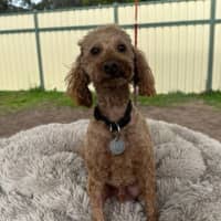 Photo of Charlie