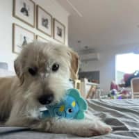 Photo of Comet   1 Year Old Maltese X Poodle