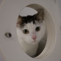 Photo of Midori