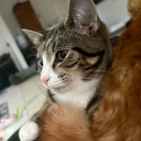 Photo of Aries & Velcro