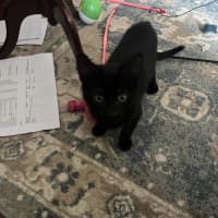 Photo of Ninja