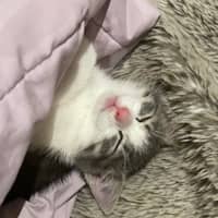 Photo of Lulu