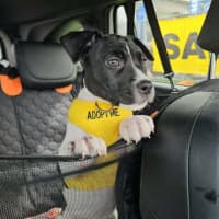 Photo of Clover