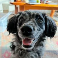 Photo of Buddy