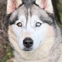 Photo of Luna