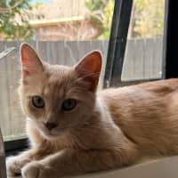 Photo of Strawberry 