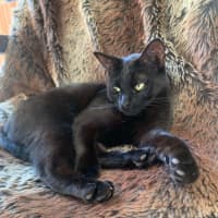 Photo of Blaire & Atlas 