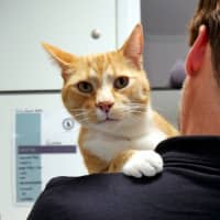 Photo of Gizmo Rsta004783