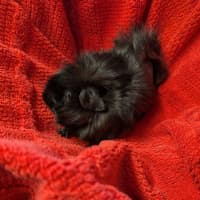 Photo of Quenda 