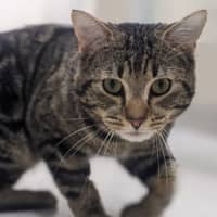 Photo of Ramsay