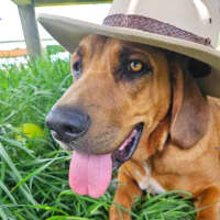Photo of Copper