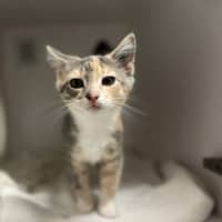 Photo of Puff