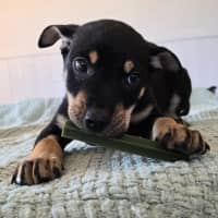 Photo of Kermit The Frog