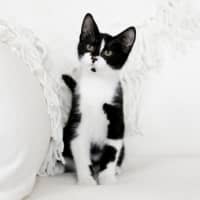 Photo of Ziggy
