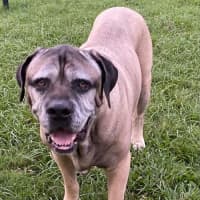 Photo of Bogie *$150 Adoption Fee*