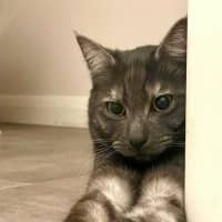 Photo of Prince* 9 Lives Project Rescue*