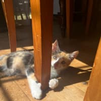 Photo of Pebbles & Carter