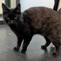 Photo of Torta Ahogada