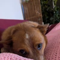 Photo of Cooper