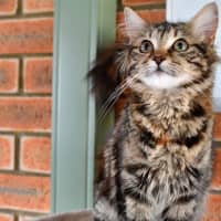 Photo of Purrfessor Minerva