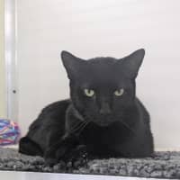 Photo of 🐈‍⬛ Freddie 7412 🐈‍⬛