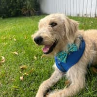 Photo of Maple