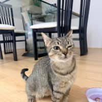 Photo of Stumpy