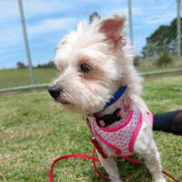 Photo of Flossy