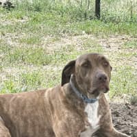 Photo of Scooby