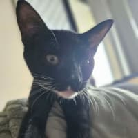 Photo of Frankenstein