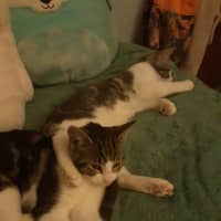 Photo of Peri And Pebbles