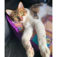 Photo of 12350   Peggy