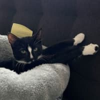 Photo of The Dread Pirate Roberts (Aka Westley)
