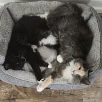 Photo of Smoky (And Cassie)