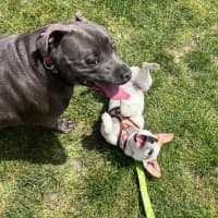 Photo of Missy