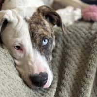 Photo of Cheetoh Puff