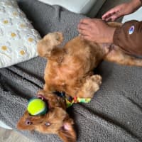 Photo of Oliver