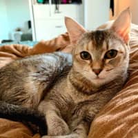 Photo of Nymeria 