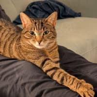 Photo of Gracie Meet Me@Petstock Chelsea Store