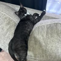 Photo of Mittens