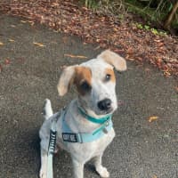 Photo of Colt
