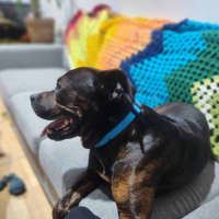 Photo of Roger *$250 Adoption Fee*