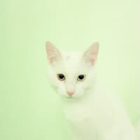 Photo of Snowy
