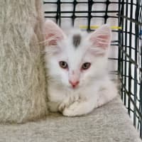 Photo of Captain Fantastic