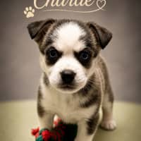 Photo of Charlie