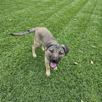 Photo of Bandit