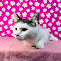 Photo of Edith   Located In Brunswick East