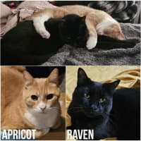 Photo of 10688/9   Apricot & Raven