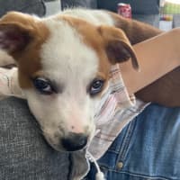 Photo of Basil   4 Month Old Kelpie X (Trial)