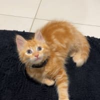 Photo of Matzo   Located In Pakenham